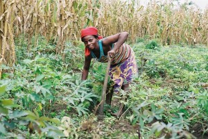 congo-agriculture