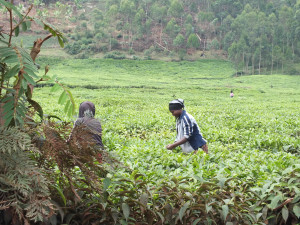 matawi - rwanda 2013-26