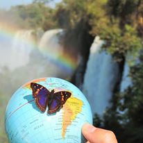 Una farfalla di posa su Henua alle cascate Iguazu' Argentina-Brasile