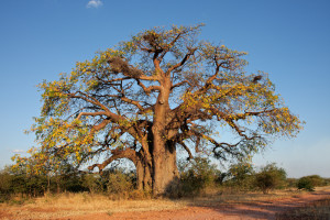 baobab_41837761